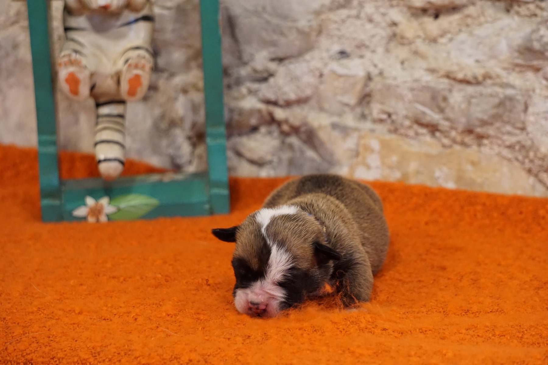 SIMBA DES BELLES TRUFFES