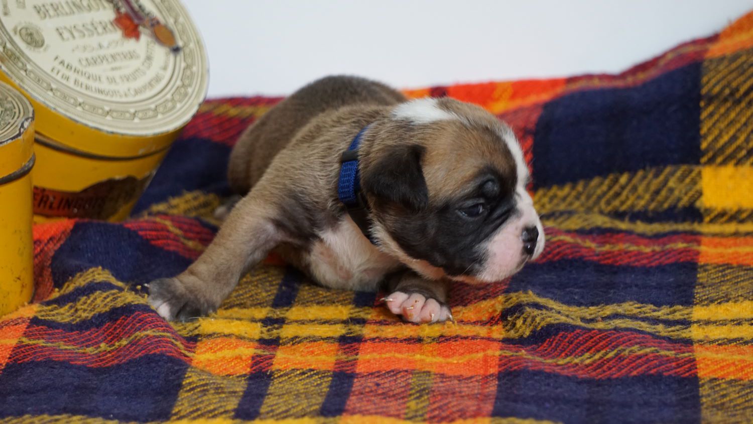 SIMBA DES BELLES TRUFFES