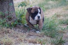 SIMBA DES BELLES TRUFFES