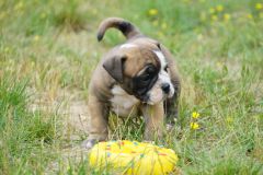 SIMBA DES BELLES TRUFFES