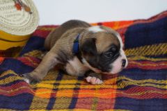 SIMBA DES BELLES TRUFFES