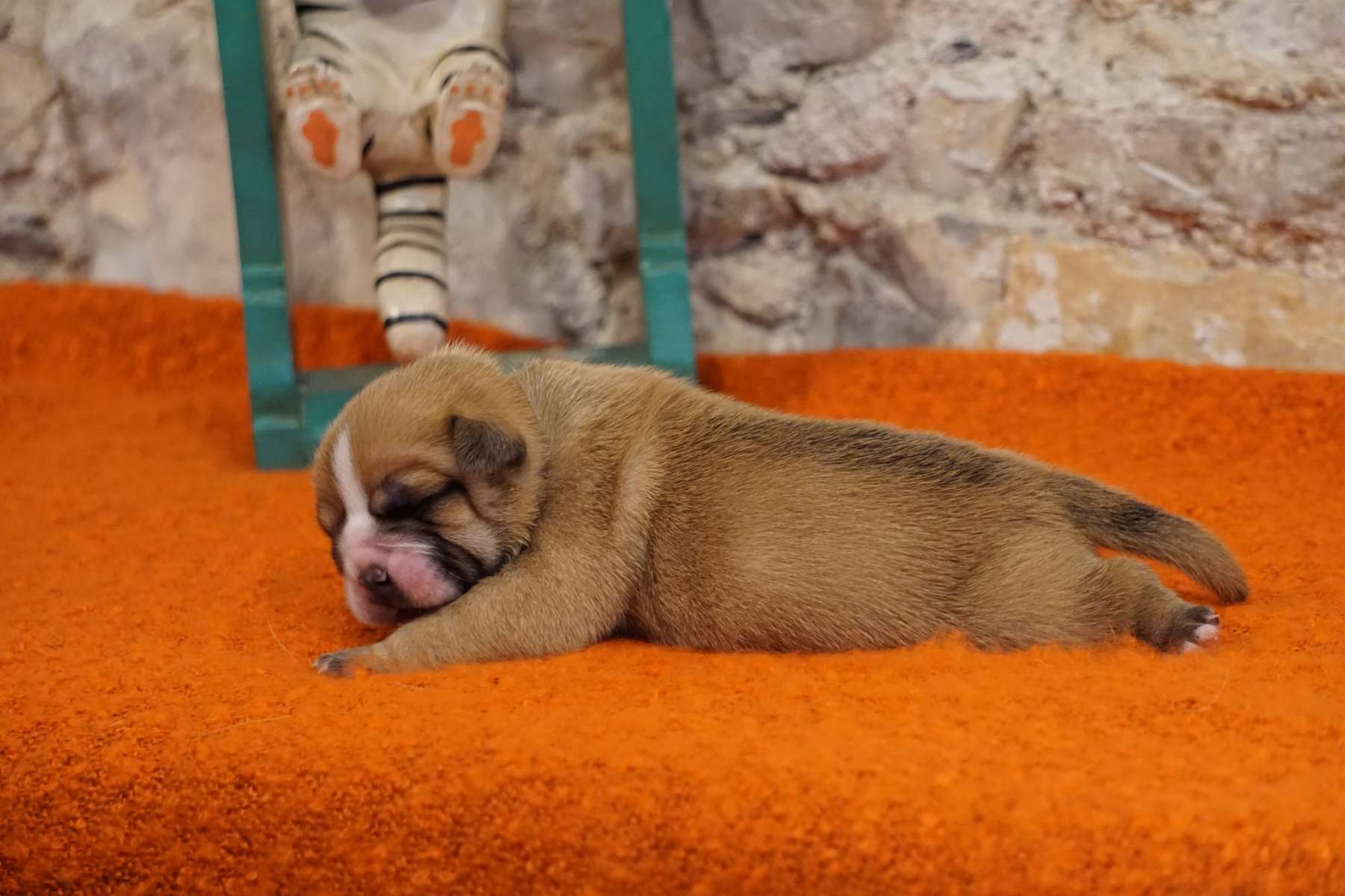 SANKA DES BELLES TRUFFES