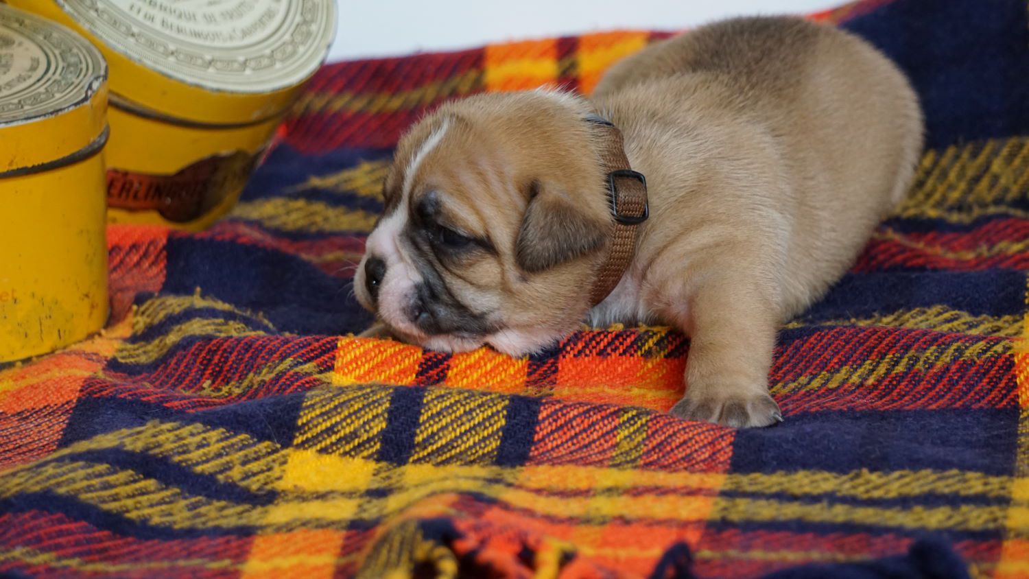 SANKA DES BELLES TRUFFES