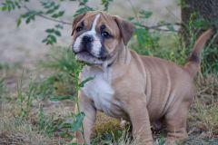 SANKA DES BELLES TRUFFES