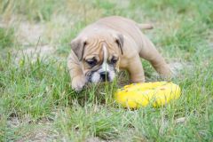 SANKA DES BELLES TRUFFES