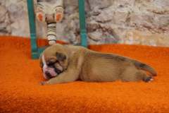 SANKA DES BELLES TRUFFES