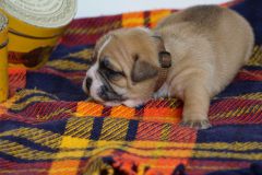 SANKA DES BELLES TRUFFES