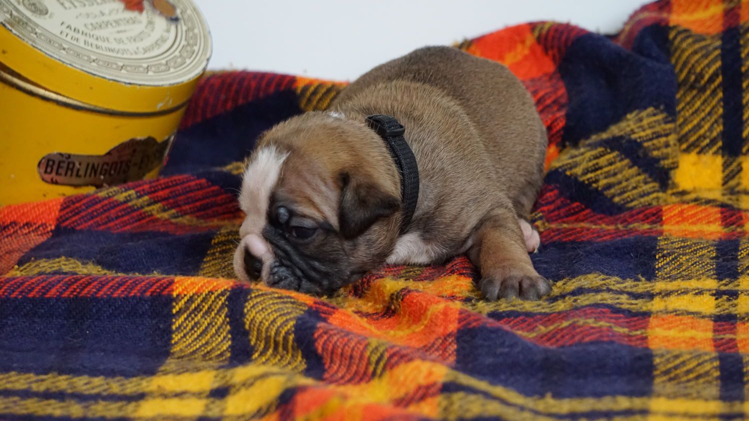 SIR DOUG DES BELLES TRUFFES