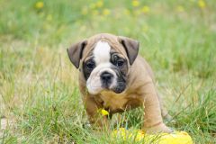 SIR DOUG DES BELLES TRUFFES