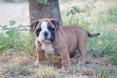 SIR DOUG DES BELLES TRUFFES