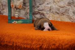 SIR DOUG DES BELLES TRUFFES