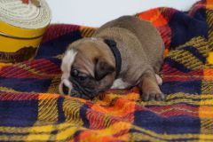 SIR DOUG DES BELLES TRUFFES