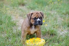 SYBELLE DES BELLES TRUFFES