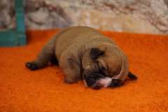 SYBELLE DES BELLES TRUFFES