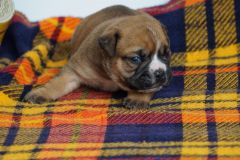 SYBELLE DES BELLES TRUFFES