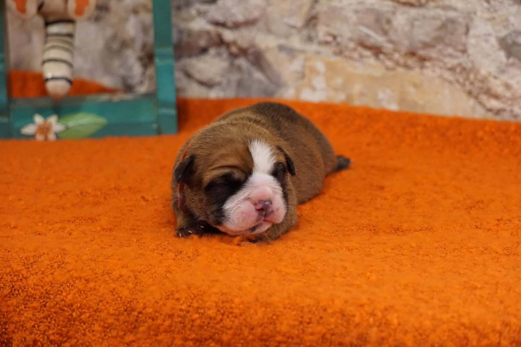 SPARROW JACK  DES BELLES TRUFFES