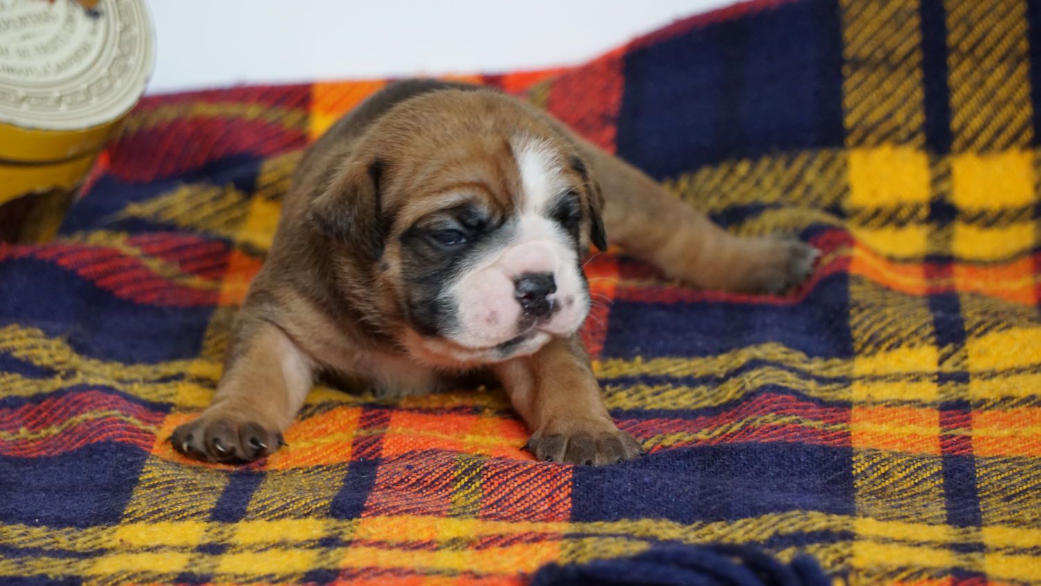 SPARROW JACK  DES BELLES TRUFFES