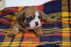 SPARROW JACK  DES BELLES TRUFFES