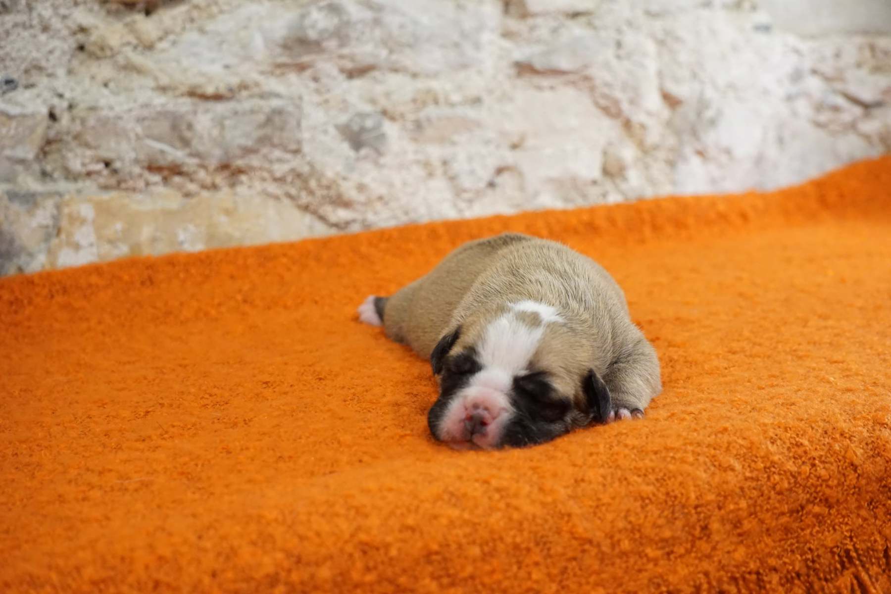 SWANN DES BELLES TRUFFES