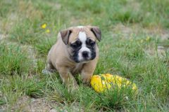 SWANN DES BELLES TRUFFES