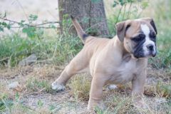 SWANN DES BELLES TRUFFES