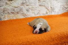 SWANN DES BELLES TRUFFES