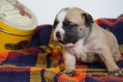 SWANN DES BELLES TRUFFES