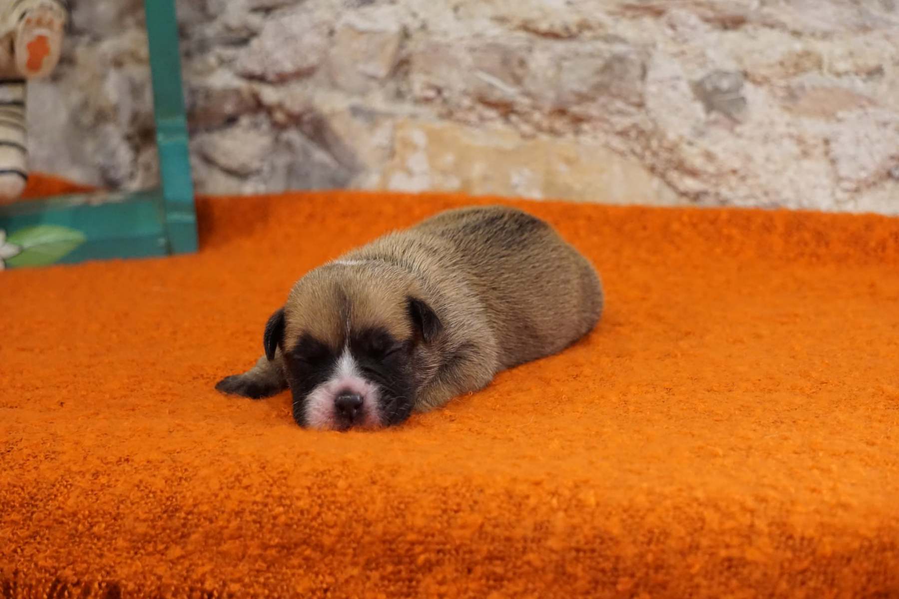 S'PHEOBE DES BELLES TRUFFES