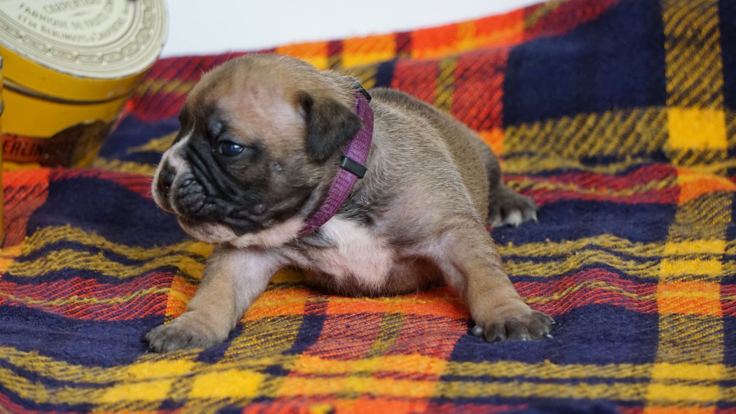 S'PHEOBE DES BELLES TRUFFES