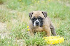 S'PHEOBE DES BELLES TRUFFES