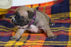 S'PHEOBE DES BELLES TRUFFES