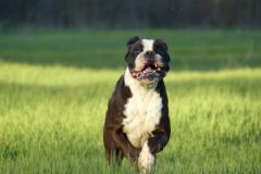 Les Belles Truffes - Balades Boxers 2020