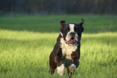 Les Belles Truffes - Balades Boxers 2020