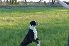 Les Belles Truffes - Balades Boxers 2020