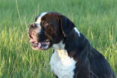 Les Belles Truffes - Balades Boxers 2020