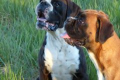 Les Belles Truffes - Balades Boxers 2020