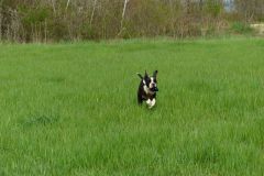 Les Belles Truffes - Balades Boxers 2020