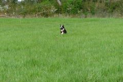 Les Belles Truffes - Balades Boxers 2020