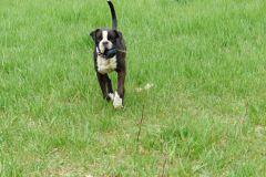 Les Belles Truffes - Balades Boxers 2020