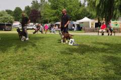 Les Belles Truffes - Bulldog Continental - Boxers - Expositions 2021 - Eymeux - REGIONALE ELEVAGE