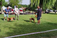 Les Belles Truffes - Bulldog Continental - Boxers - Expositions 2021 - Eymeux - REGIONALE ELEVAGE