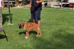 Les Belles Truffes - Bulldog Continental - Boxers - Expositions 2021 - Eymeux - REGIONALE ELEVAGE