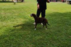 Les Belles Truffes - Bulldog Continental - Boxers - Expositions 2021 - Eymeux - REGIONALE ELEVAGE