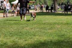 Les Belles Truffes - Bulldog Continental - Boxers - Expositions 2021 - Eymeux - REGIONALE ELEVAGE