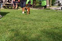 Les Belles Truffes - Bulldog Continental - Boxers - Expositions 2021 - Eymeux - REGIONALE ELEVAGE