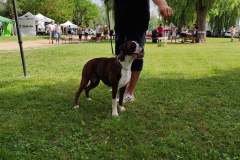 Les Belles Truffes - Bulldog Continental - Boxers - Expositions 2021 - Eymeux - REGIONALE ELEVAGE