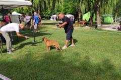 Les Belles Truffes - Bulldog Continental - Boxers - Expositions 2021 - Eymeux - REGIONALE ELEVAGE
