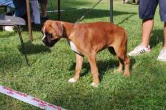 Les Belles Truffes - Bulldog Continental - Boxers - Expositions 2021 - Eymeux - REGIONALE ELEVAGE