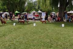 Les Belles Truffes - Bulldog Continental - Boxers - Expositions 2021 - Eymeux - REGIONALE ELEVAGE