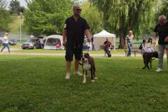 Les Belles Truffes - Bulldog Continental - Boxers - Expositions 2021 - Eymeux - REGIONALE ELEVAGE